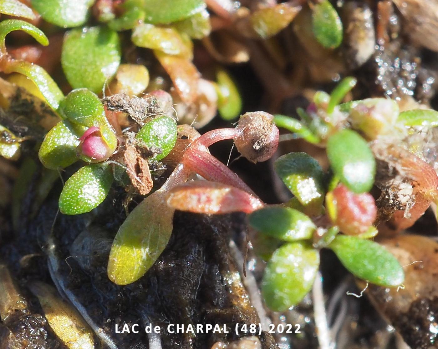 Waterwort, six-stamened fruit